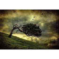 Foto van Wizard+genius scary vintage tree vlies fotobehang 384x260cm 8-banen