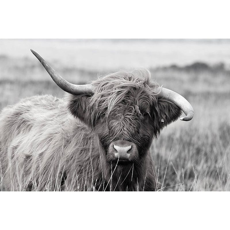 Foto van Inductiebeschermer - highland cow - 77x51 cm