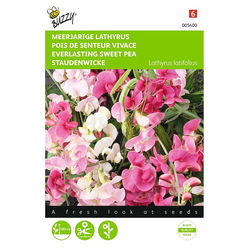 Foto van 2 stuks lathyrus latifolius gemengd