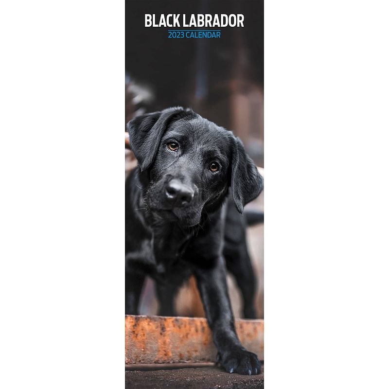 Foto van Labrador retriever kalender zwart 2023 slimline