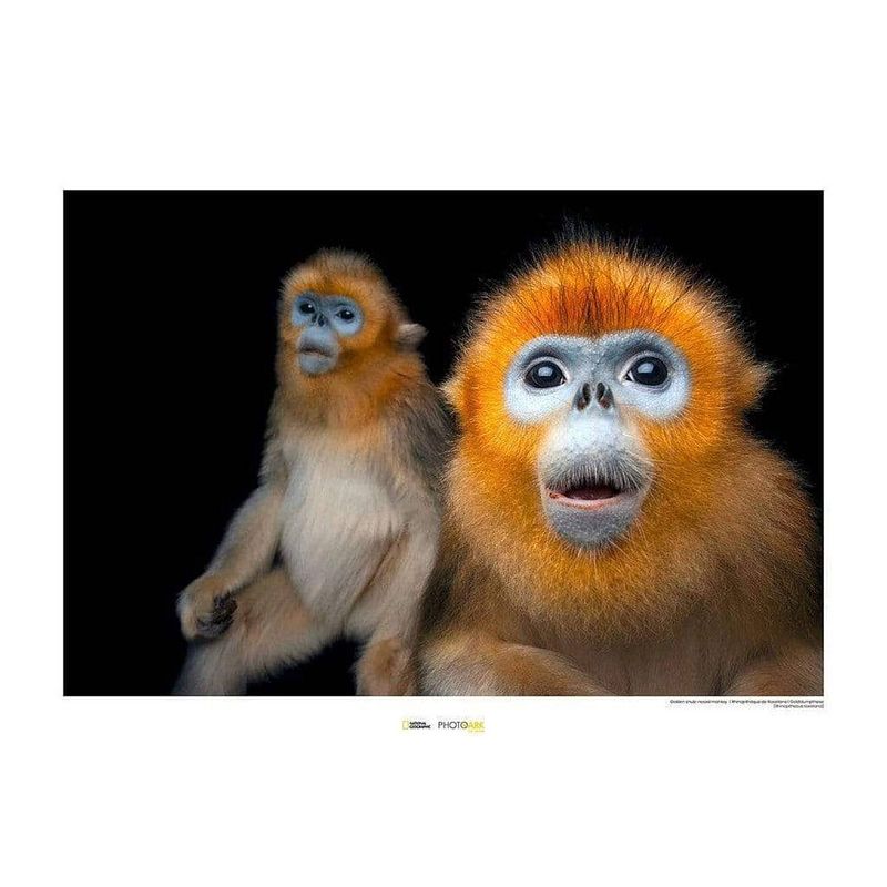 Foto van Komar golden snub-nosed monkey kunstdruk 40x30cm