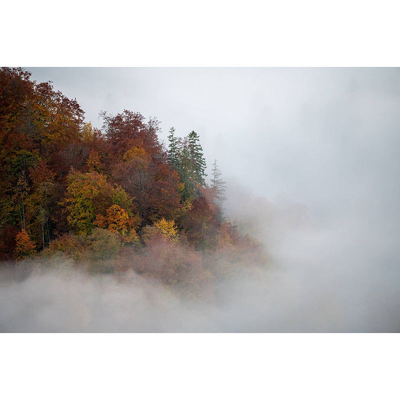 Foto van Inductiebeschermer - foggy tree - 76x52 cm