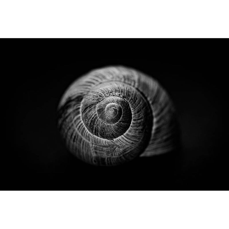 Foto van Inductiebeschermer - snailshell - 78x78 cm