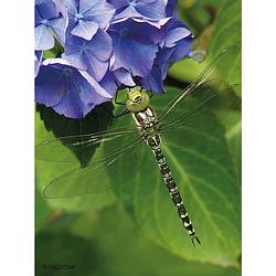 Foto van 2 stuks tuinschilderij hydrangea dragonfly 50x70cm