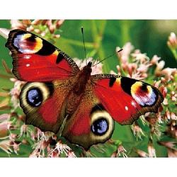Foto van Dieren magneet 3d pauwoog vlinder - magneten