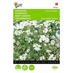 Foto van 2 stuks gypsophila covent garden grootbl. wit