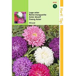 Foto van Hortitops - 2 stuks callistephus chinensis dwergchrysanthemum gemengd