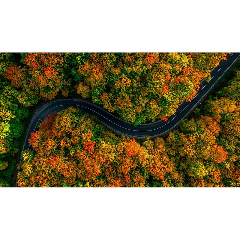 Foto van Inductiebeschermer - autumn road - 58.3x51.3 cm