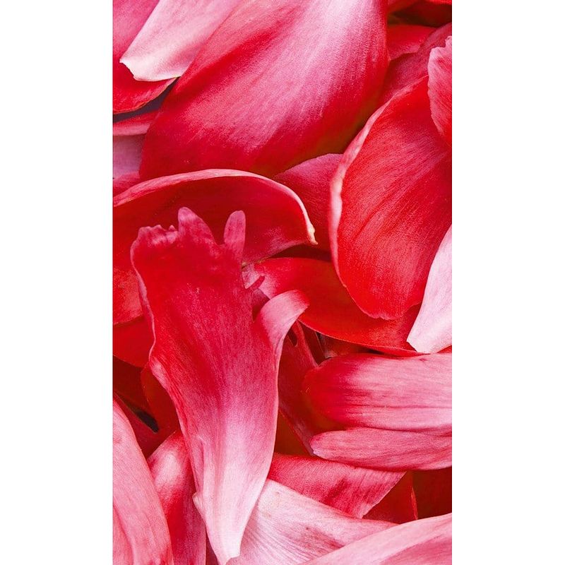 Foto van Dimex red petals vlies fotobehang 150x250cm 2-banen