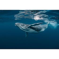 Foto van Spatscherm walvis - 100x65 cm