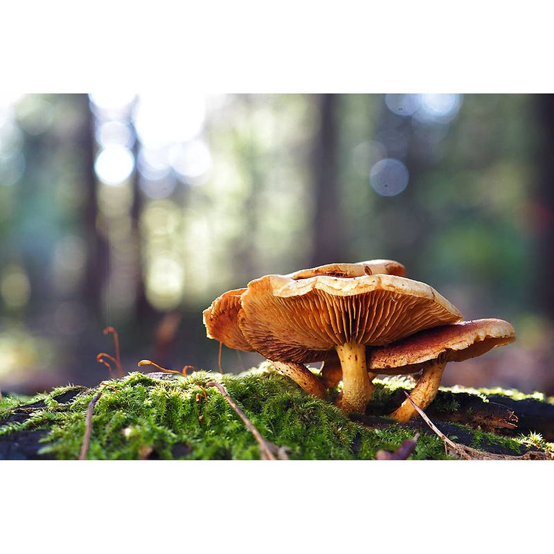 Foto van Inductiebeschermer - drie bruine paddestoelen - 85x55 cm