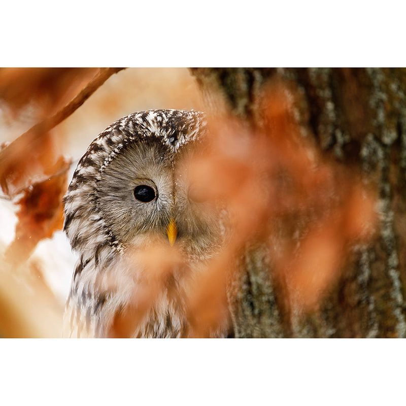 Foto van Inductiebeschermer - herfst uil - 82x52 cm