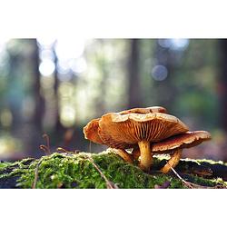 Foto van Inductiebeschermer - drie bruine paddestoelen - 70x55 cm