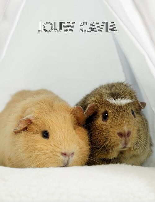 Foto van Jouw cavia - jeroen van dongen - hardcover (9789083239446)