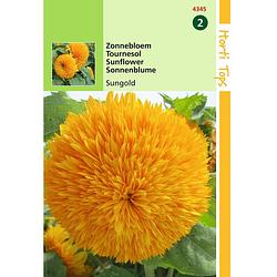 Foto van 2 stuks - hortitops - helianthus annuus sungold dubbelbl. hoog