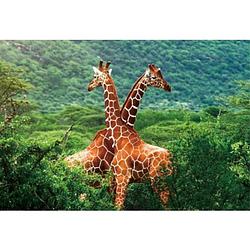 Foto van Set van 4x stuks placemat giraffe 3d 28 x 44 cm - placemats