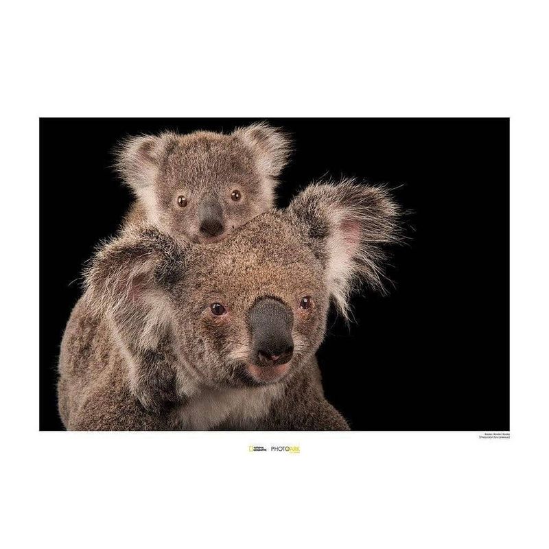 Foto van Komar koala bear kunstdruk 70x50cm