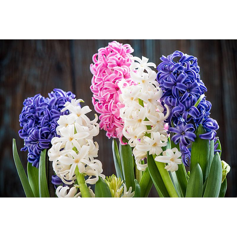 Foto van Inductiebeschermer - hyacinth - 60x55 cm