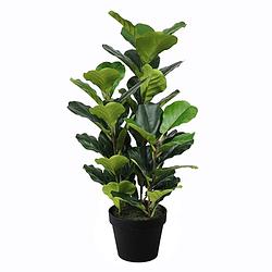 Foto van Ficus lyrata 90 cm