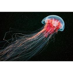 Foto van Wizard+genius jellyfish vlies fotobehang 384x260cm 8-banen