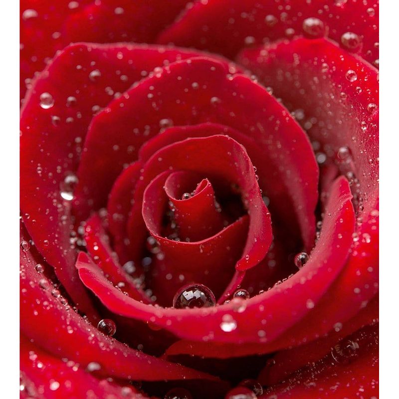 Foto van Dimex red rose vlies fotobehang 225x250cm 3-banen