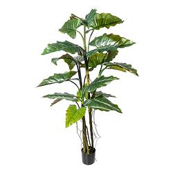 Foto van Kopu® kunstplant colocasia 180 cm - 19 bladeren - in zwarte pot