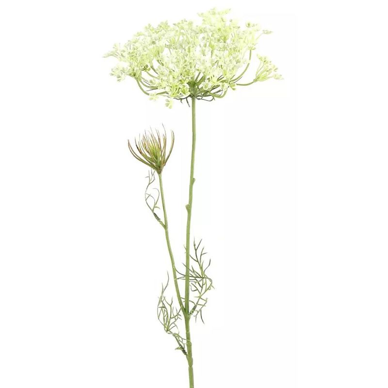 Foto van Heracleum sphondylium wit - 70 cm