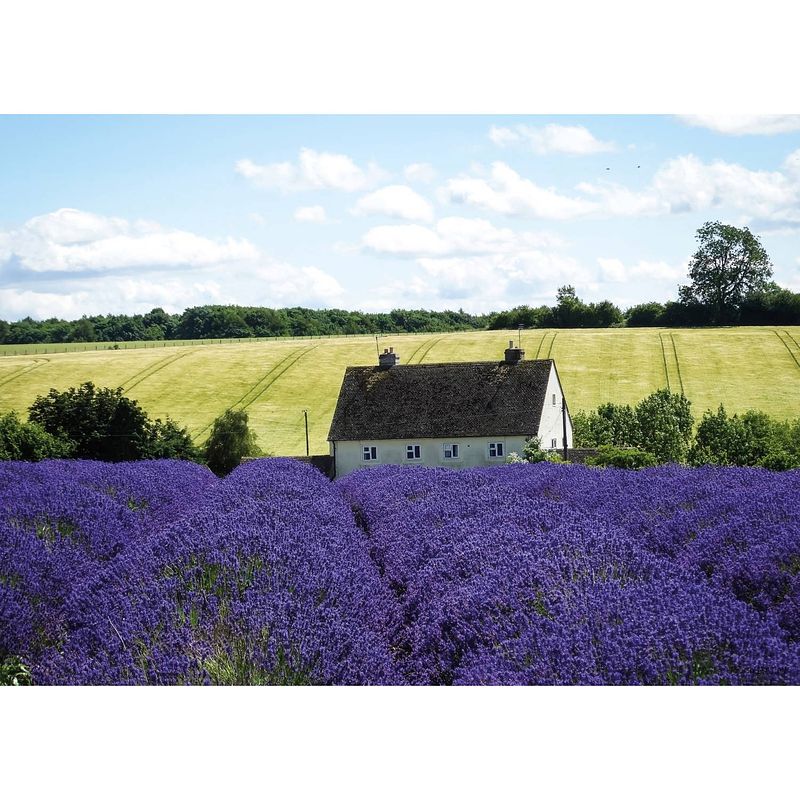 Foto van Tuinschilderij france lavender 70x130cm