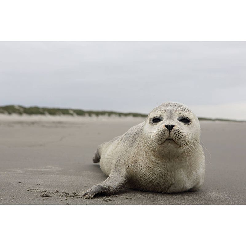 Foto van Inductiebeschermer - zeehond - 70x55 cm