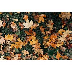 Foto van Inductiebeschermer - autumn leaves - 77x59 cm