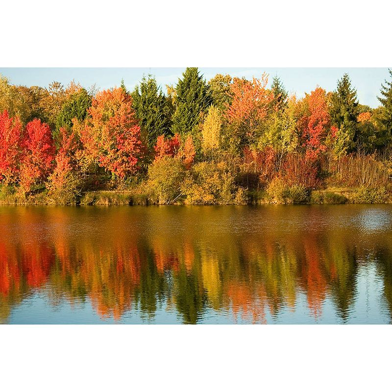 Foto van Inductiebeschermer - autumn trees - 65x55 cm