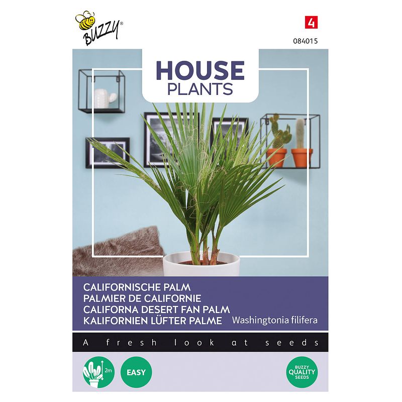 Foto van Buzzy - house plants washingtonia filifera - californische palm