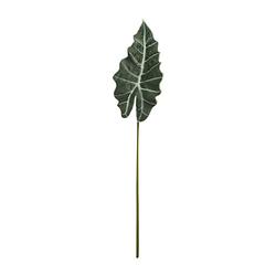 Foto van Alocasia blad - 86 cm