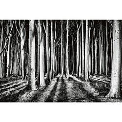 Foto van Wizard+genius ghost forest vlies fotobehang 384x260cm 8-banen