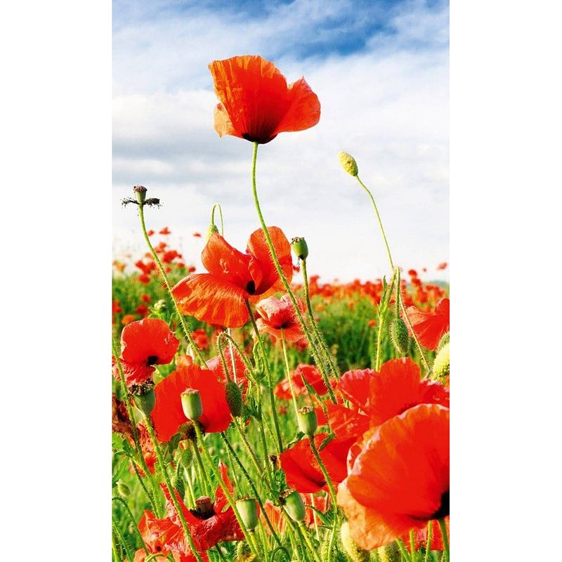 Foto van Dimex red poppies vlies fotobehang 150x250cm 2-banen