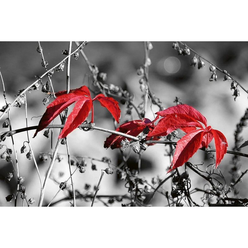 Foto van Dimex red leaves on black vlies fotobehang 375x250cm 5-banen