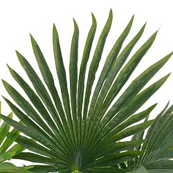 Foto van The living store palm kunstplant - 70 cm - realistisch - groen