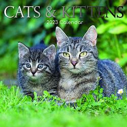 Foto van Cats and kittens kalender 2023