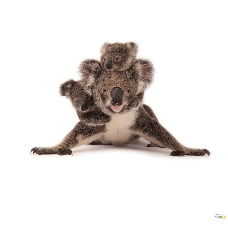 Foto van Komar koala vlies fotobehang 300x280cm 6-delen