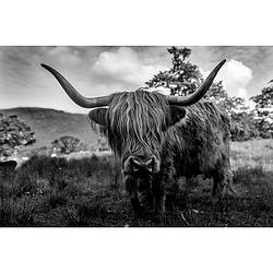 Foto van Inductiebeschermer - eating highlander - 82x52 cm