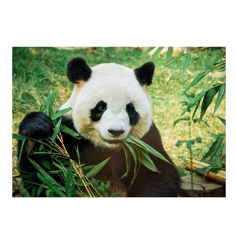 Foto van Dieren kinderkamer poster panda / reuzenpanda 84 x 59 cm - posters