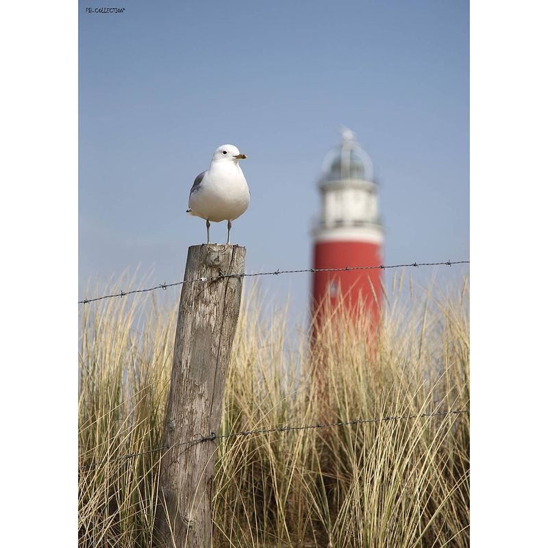 Foto van Tuinschilderij maritime seagull 70x130cm