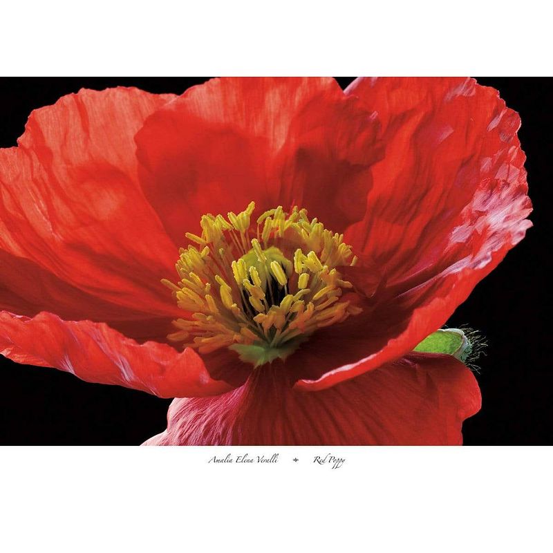 Foto van Amalia elena veralli - red poppy kunstdruk 91x66cm