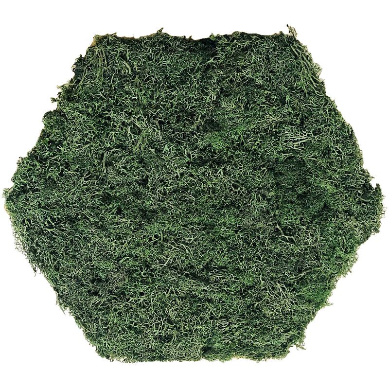 Foto van Mimi innovations hexagon wanddecoratie met rendiermos - adem natuur in jouw ruimte met groene accenten, 32x37x2cm