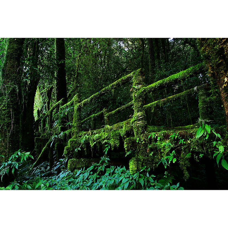 Foto van Inductiebeschermer - mossy bridge - 91.2x52 cm