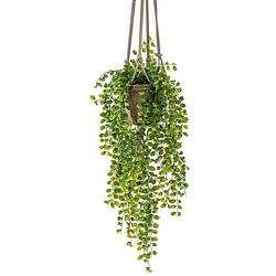 Foto van Kunst hangplant ficus in pot met touwen 16 cm - kunstplanten
