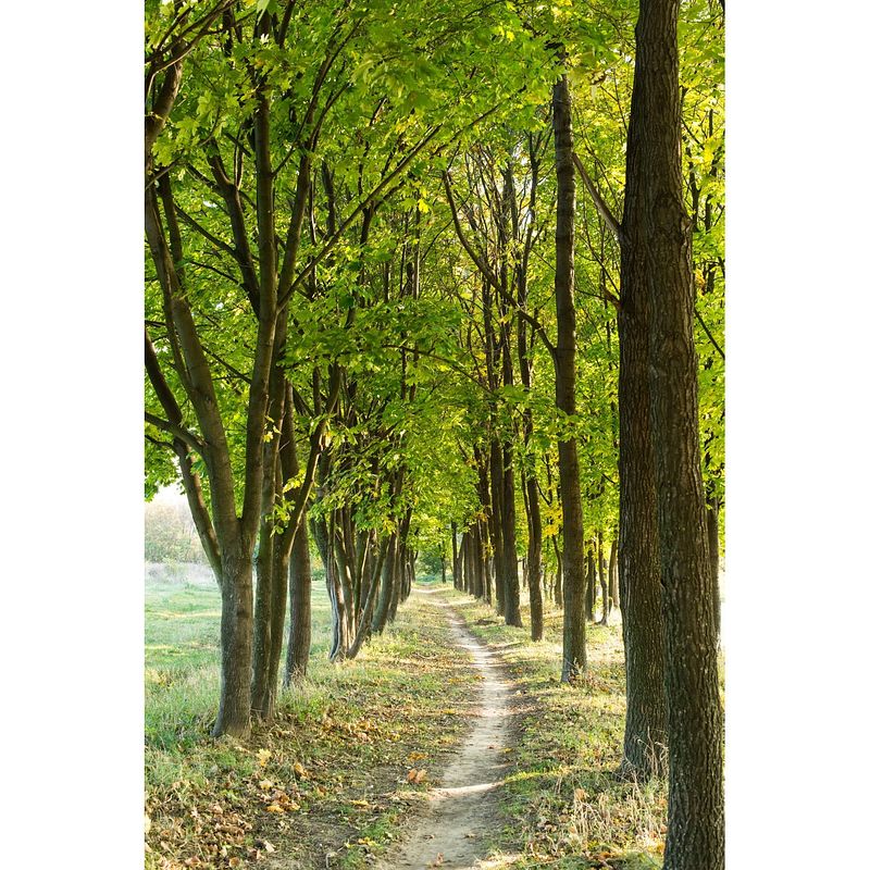 Foto van Tuinschilderij doorkijk bomen pad 70x130 cm