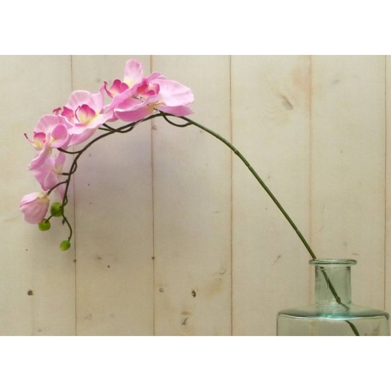 Foto van Warentuin mix - kunstvlinderorchidee groot op steker roze