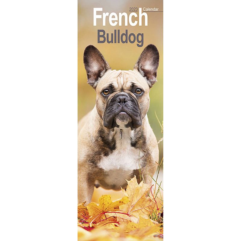 Foto van Franse bulldog kalender 2023 slimline