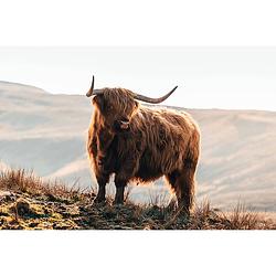 Foto van Inductiebeschermer - scottish highlander - 78x78 cm